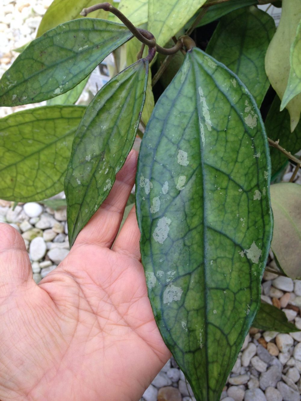 Hoya SP Germany