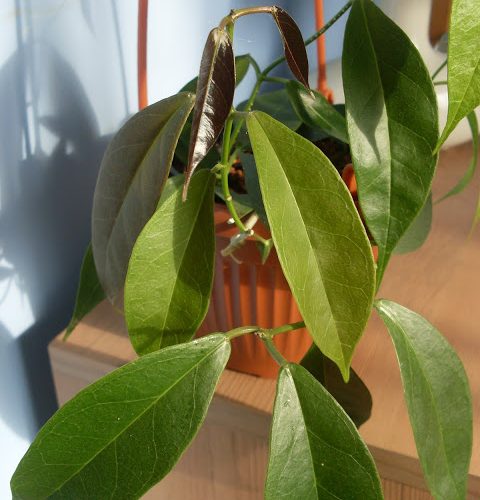 Hoya subglabra