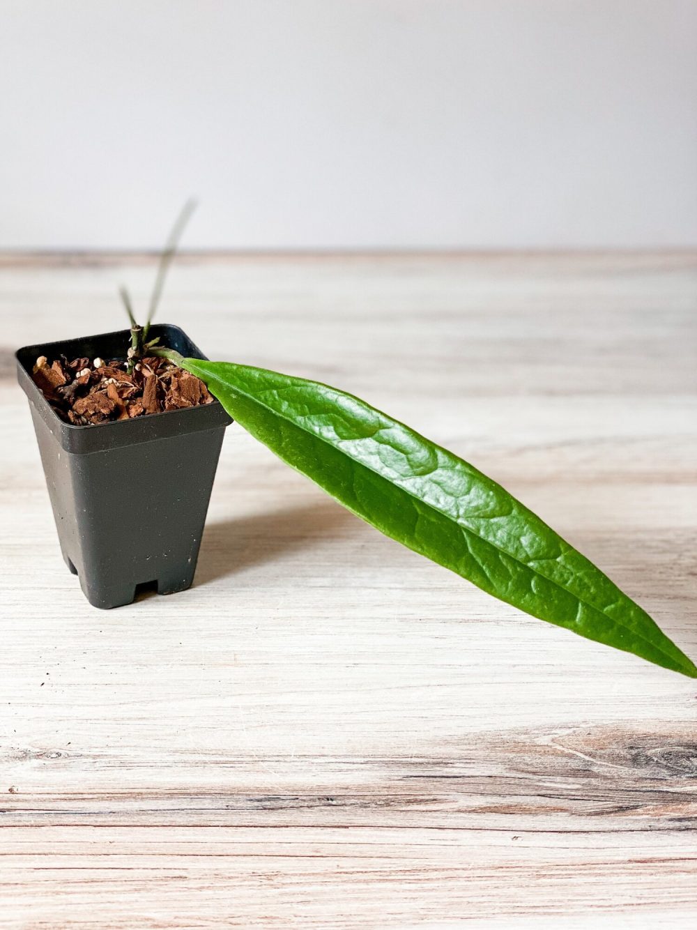 Hoya sulawesiana