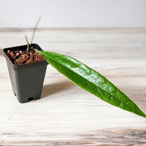 Hoya sulawesiana