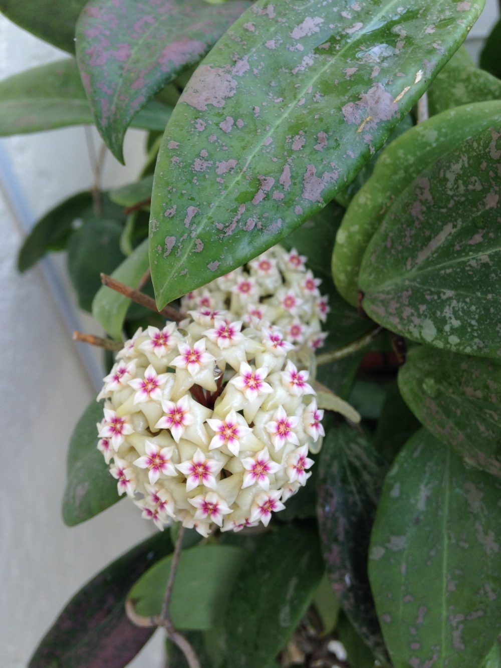 Hoya Wibergiae