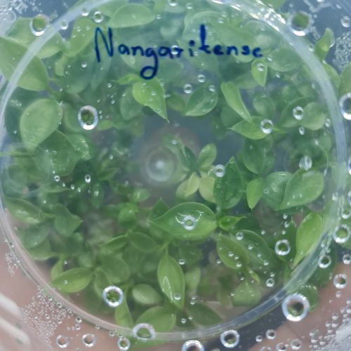 Tissue Culture Pre-order - Philodendron Nangaritense - Plant Qty (box): 10|30