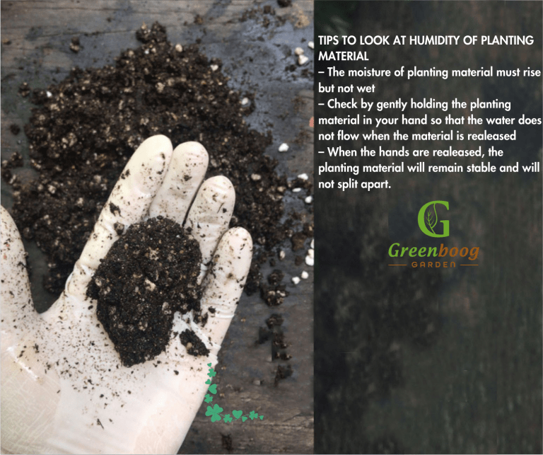 How to care for Tissue Culture? What should I do when I receive plants?