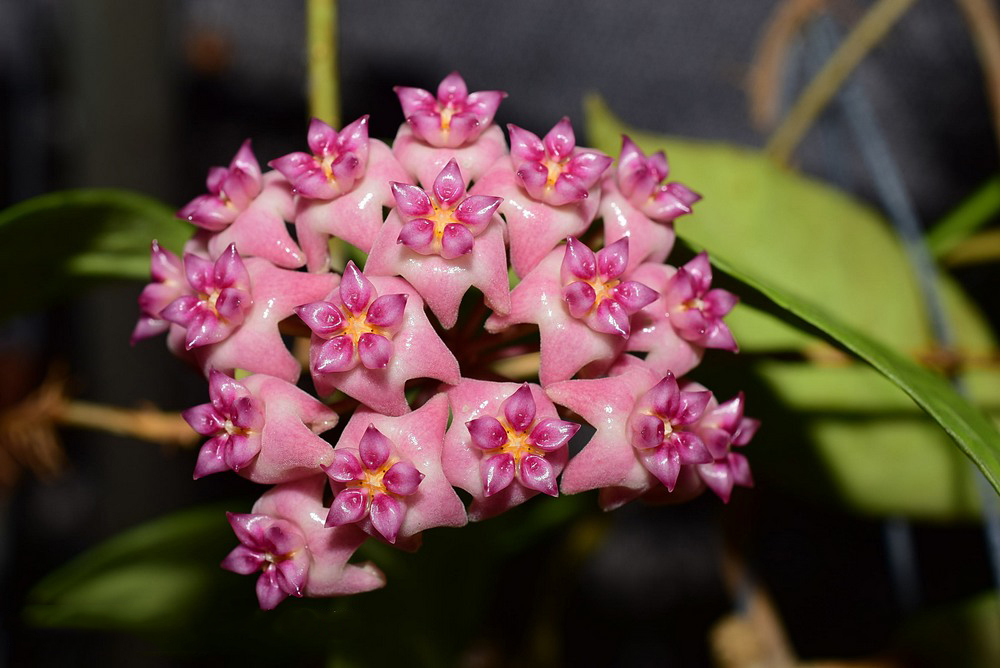 Hoya sp. UT 039 - BOTGarden