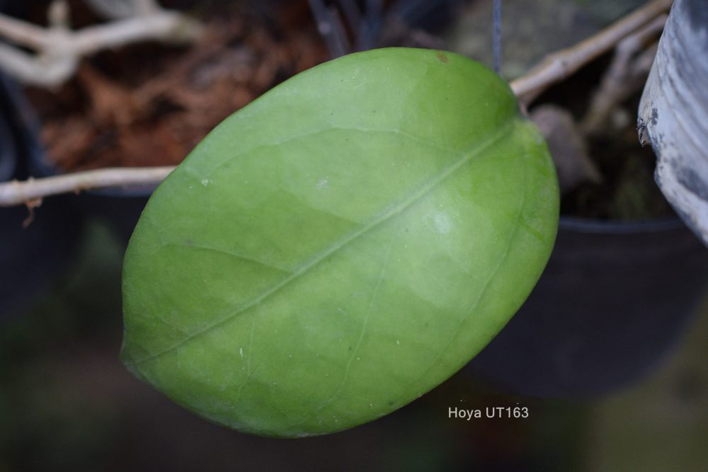 Hoya sp. UT 163