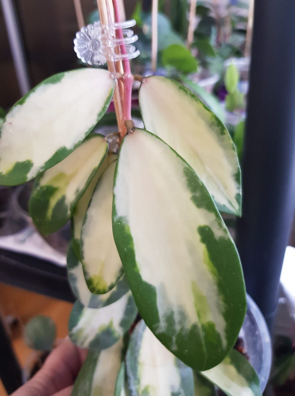 Hoya acuta white variegated