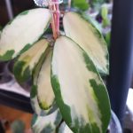 Hoya acuta white variegated