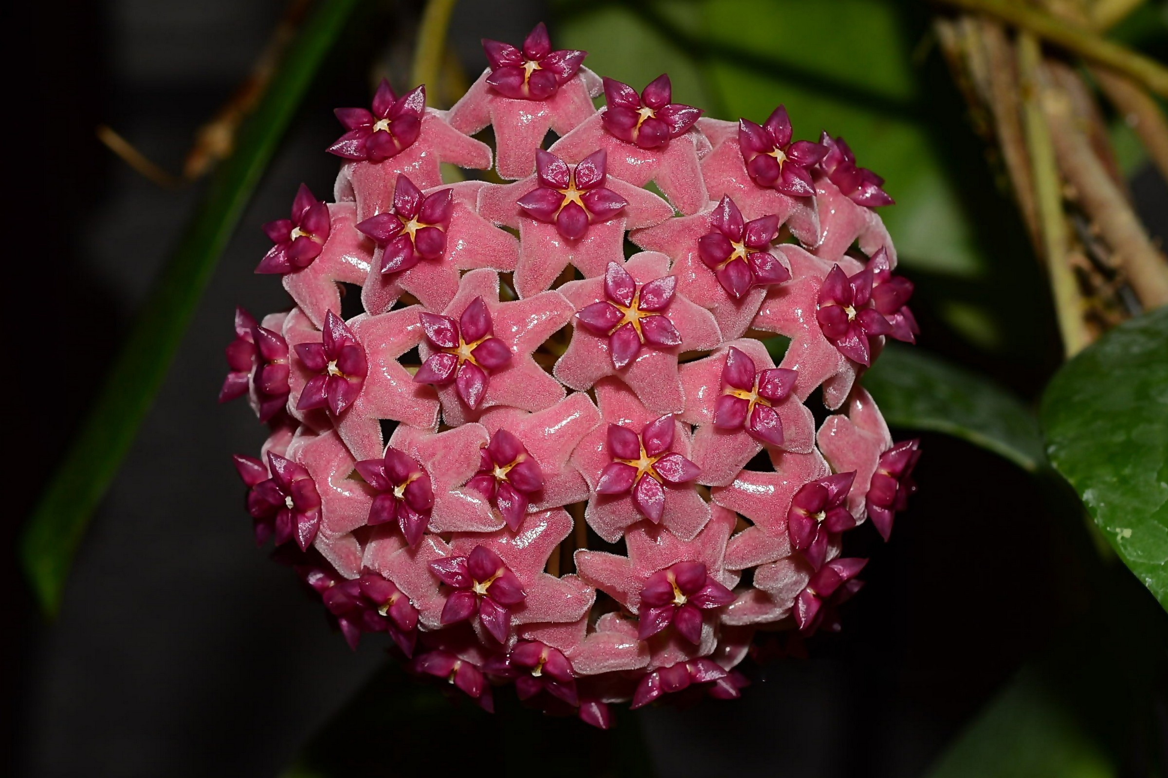 Hoya aldrichii IML 1418 - BOTGarden