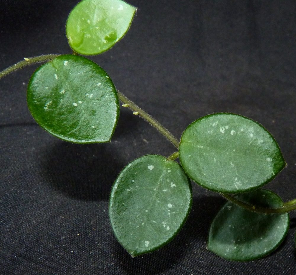 Hoya carnosa x serpens