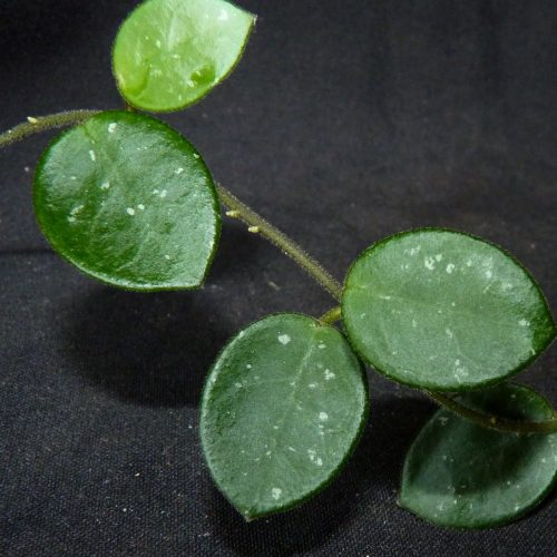 Hoya carnosa x serpens