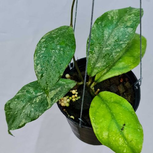 Hoya sp. Chicken farm