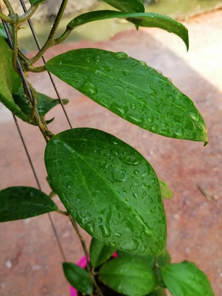 Hoya cutis porcelana for Sale