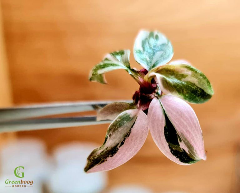 Tissue Culture Pre-order - Philodendron Pink princess Marble - Plant