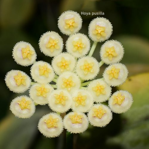 Hoya pusilla