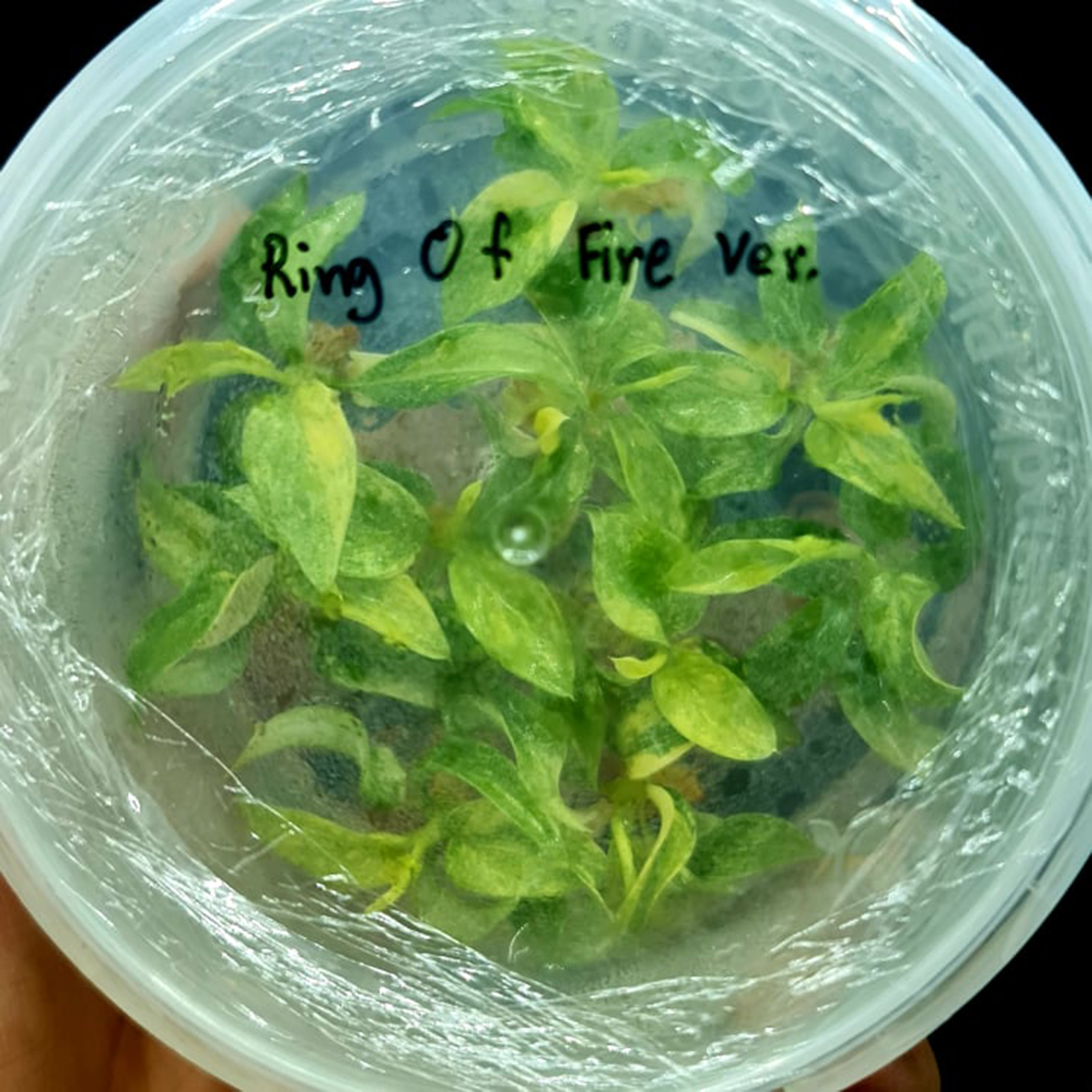 Philodendron Ring Of Fire Variegated Tissue Culture