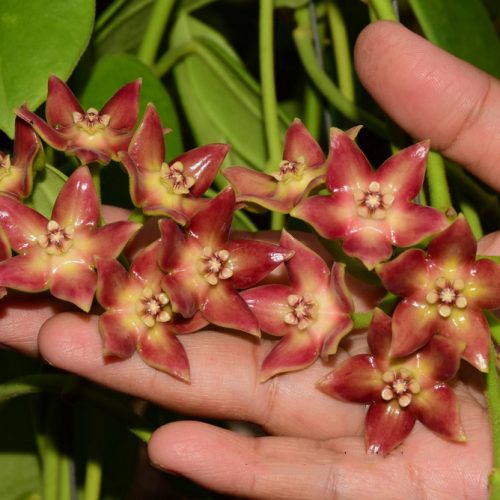 Hoya SP. 93027 borneo red