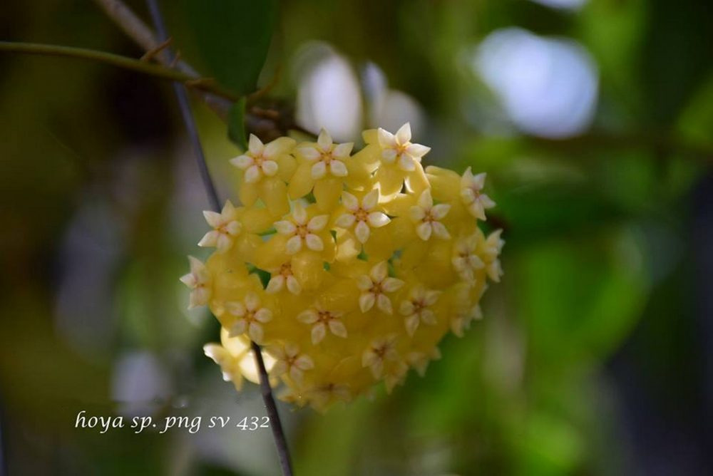 Hoya sp. PNG SV 432