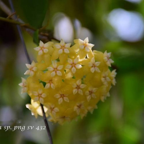 Hoya sp. PNG SV 432