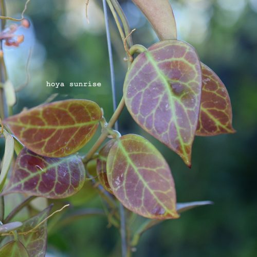 Hoya Sunrise