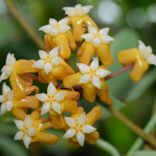 Hoya Vitellina