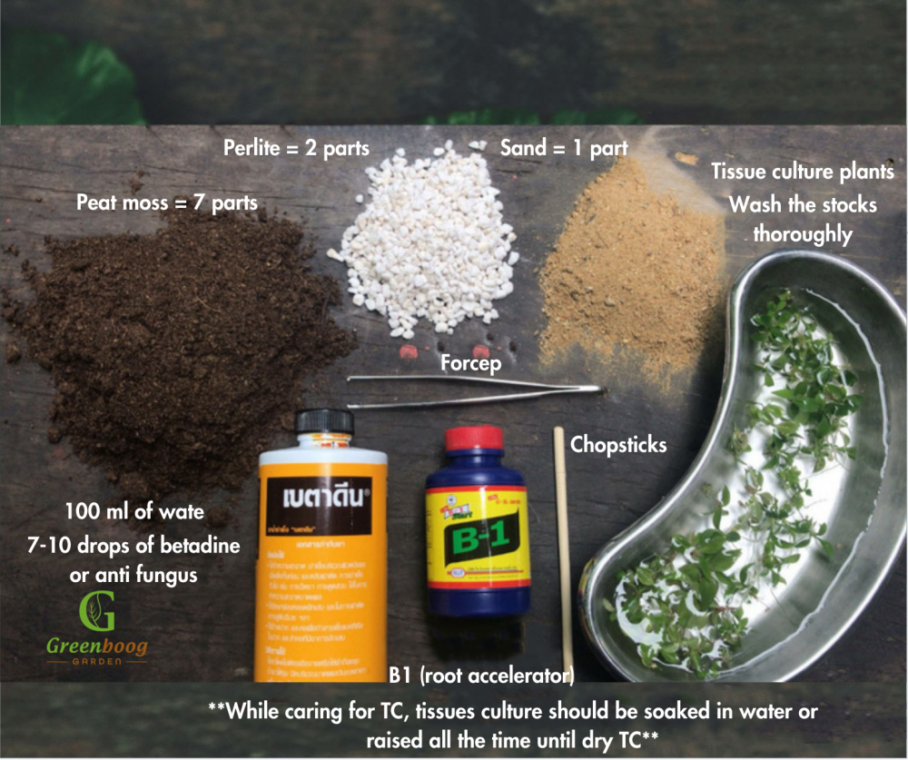 How to care for Tissue Culture? What should I do when I receive plants?