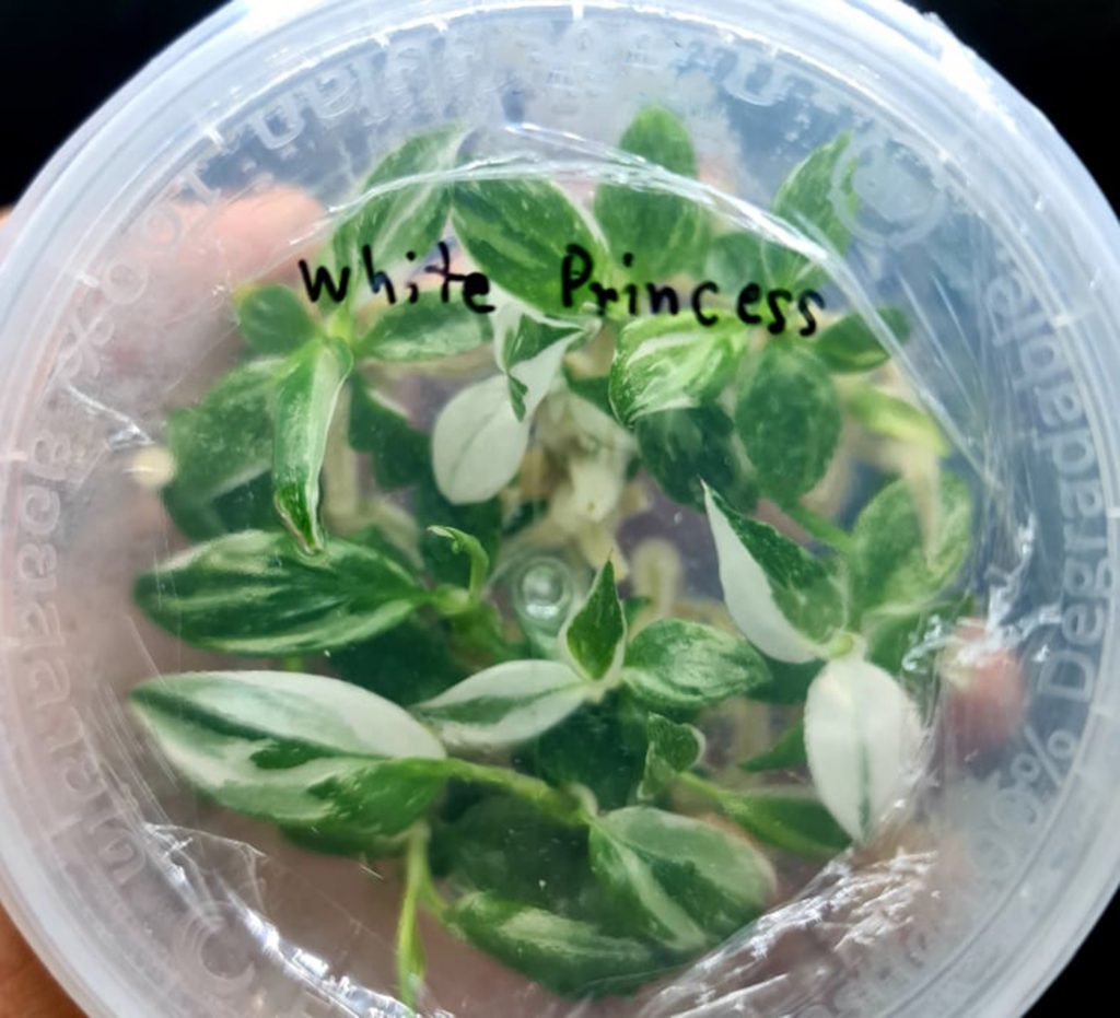 Tissue Culture Preorder Philodendron White Princess (marble) well