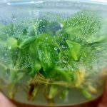 Philodendron Gloriosum Round Stem