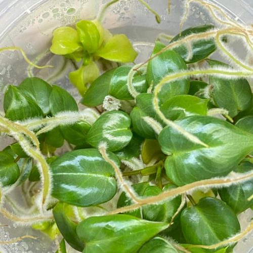Philodendron billietiae variegated