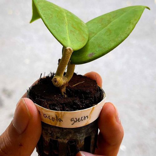 Hoya acuta