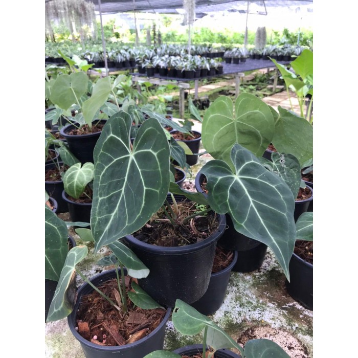 Exploring Anthurium Clarinervium Growth, Care, and Propagation Tips