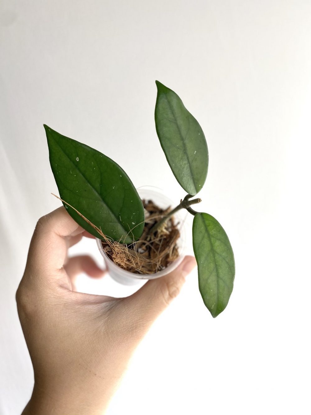 Hoya carnosa gammal