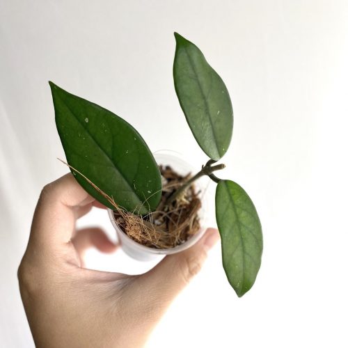 Hoya carnosa gammal