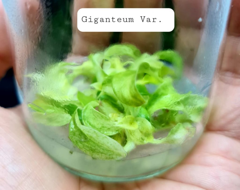 Make a Statement with Philodendron Giganteum Variegated