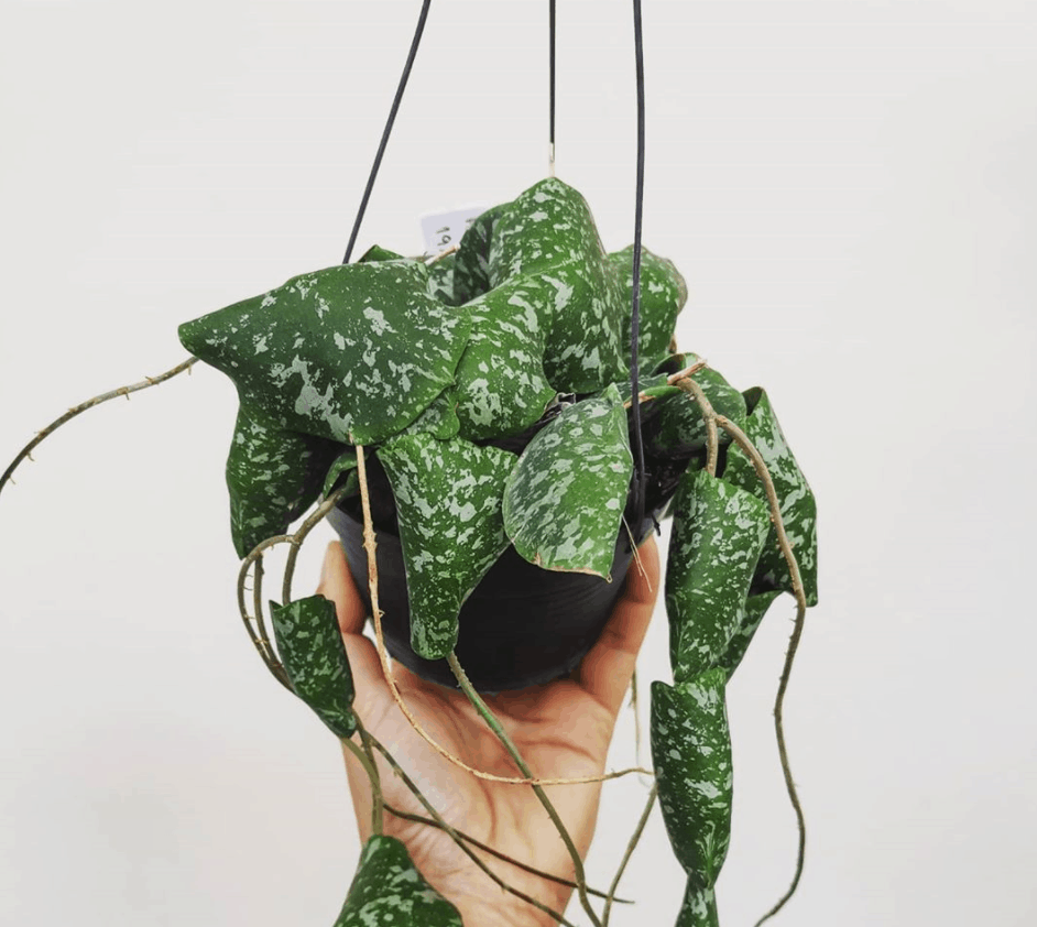 Bring Home The Hoya Imbricata A Captivating Houseplant Botgarden