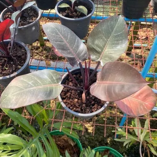 Philodendron Black Cardinal