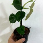 Philodendron Lupinum