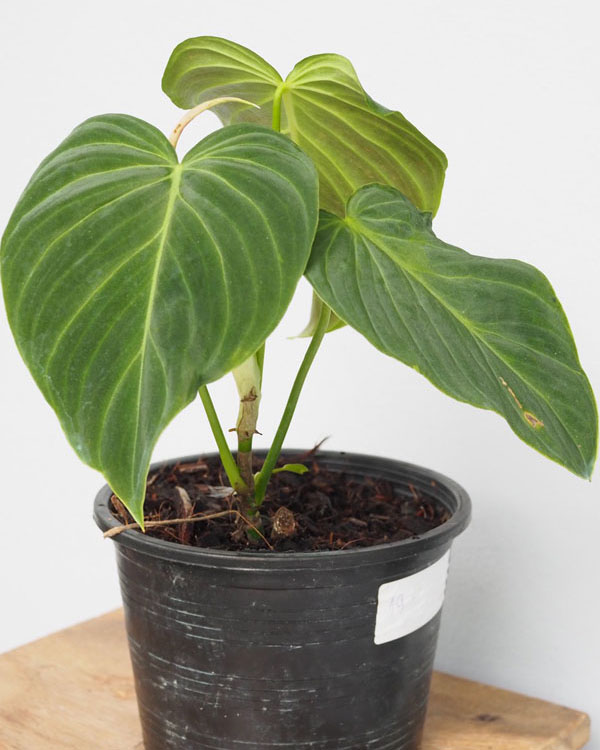 Philodendron Splendid