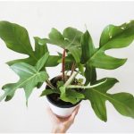 Philodendron Squamiferum