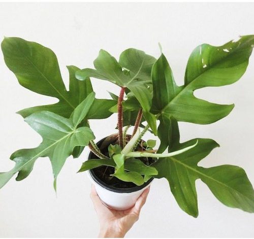 Philodendron Squamiferum
