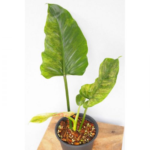 Philodendron Subhastatum