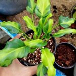 Philodendron Xanadu Dwarf variegated