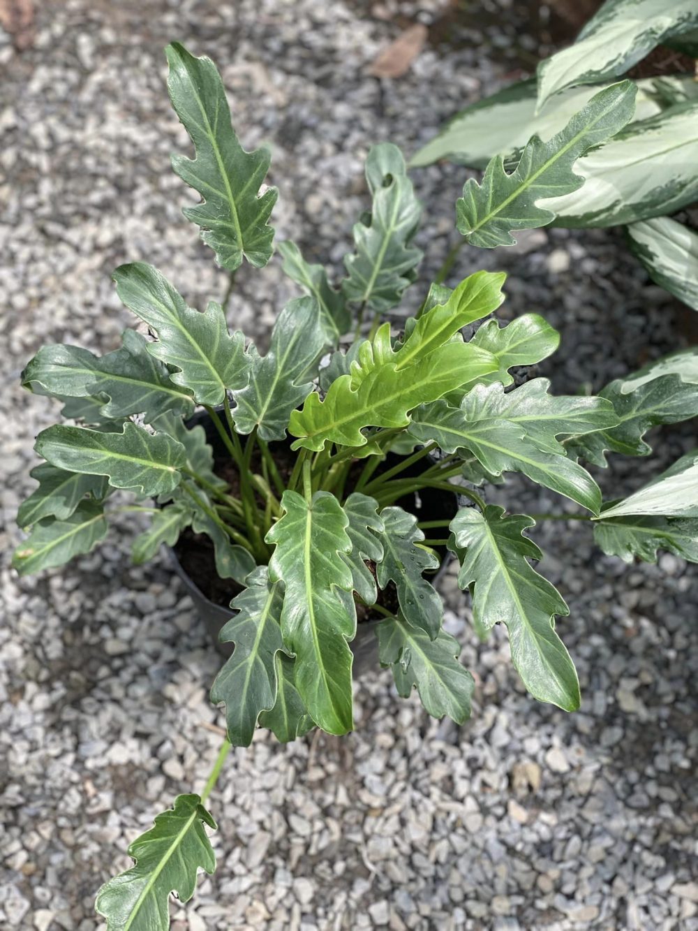 Philodendron Xanadu green