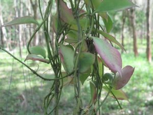 Rare Hoya Pseudolittoralis for Sale | 1