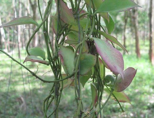 Hoya pseudolittoralis