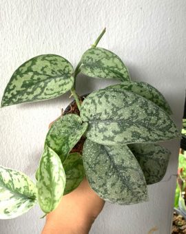 Scindapsus