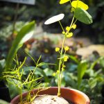 Stephania erecta caudex plant
