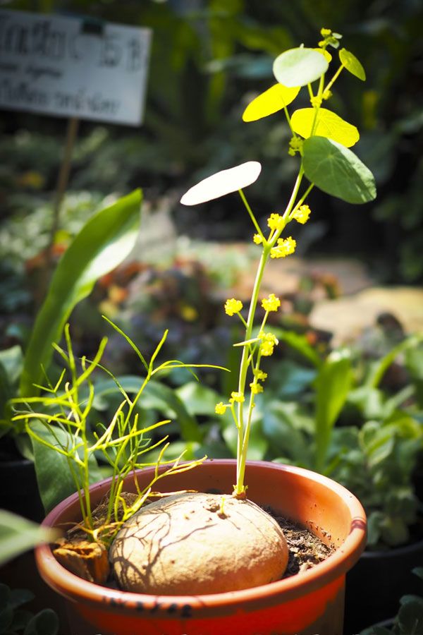 Stephania erecta caudex plant