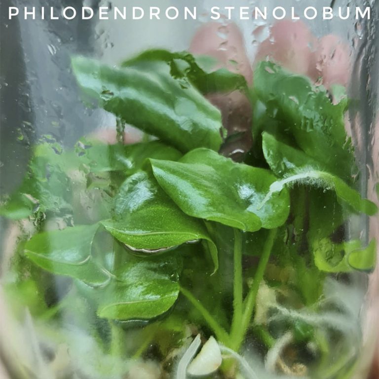 Tissue Culture Preorder Philodendron Stenolobum BOTGarden