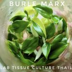 Philodendron Burle Marx variegated Tissue Culture