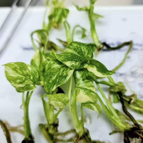 tissue culture thai constellation